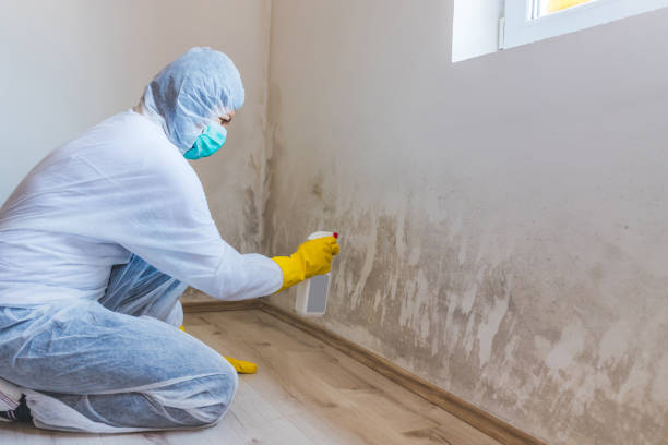 Licensed Black Mold Remediation service in Oldtown, MD - 24 Hour Mold Removal