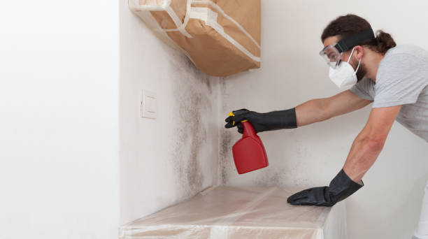 Professional Black Mold Remediation technician working in Oldtown, MD