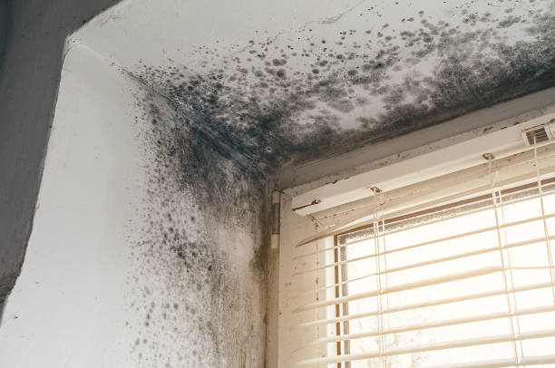 Affordable Black Mold Remediation solutions in Oldtown, MD
