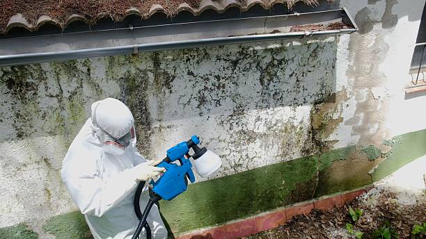 Top rated local Black Mold Remediation specialists in Oldtown, MD